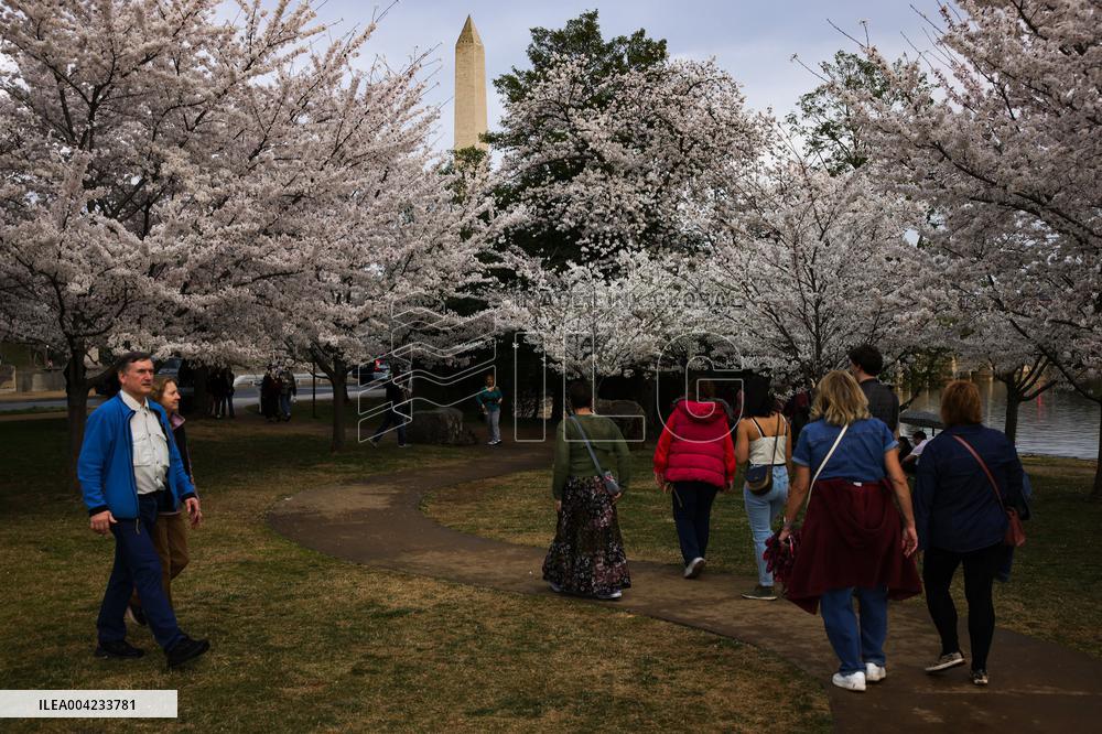 Cherry blossoms in Washington