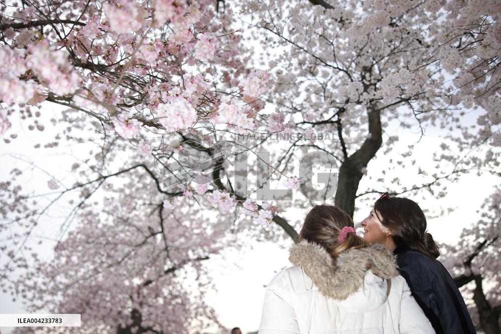 Cherry blossoms in Washington
