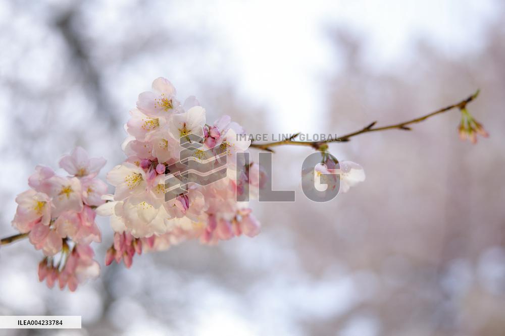 Cherry blossoms in Washington