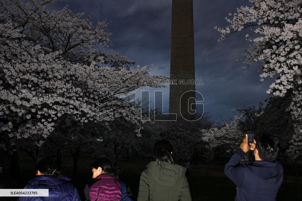 Cherry blossoms in Washington