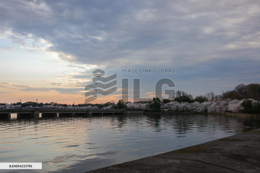 Cherry blossoms in Washington