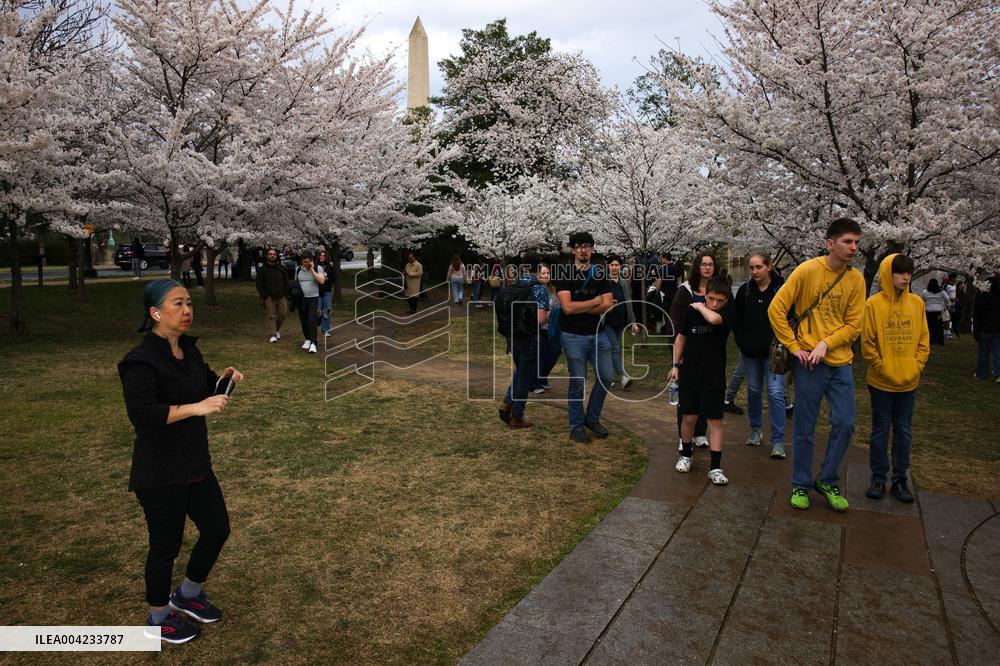 Cherry blossoms in Washington