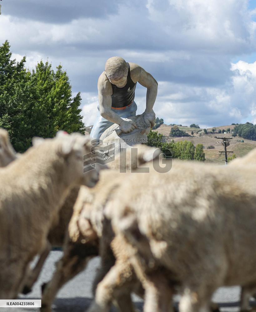 Running of the Sheep - New Zealand
