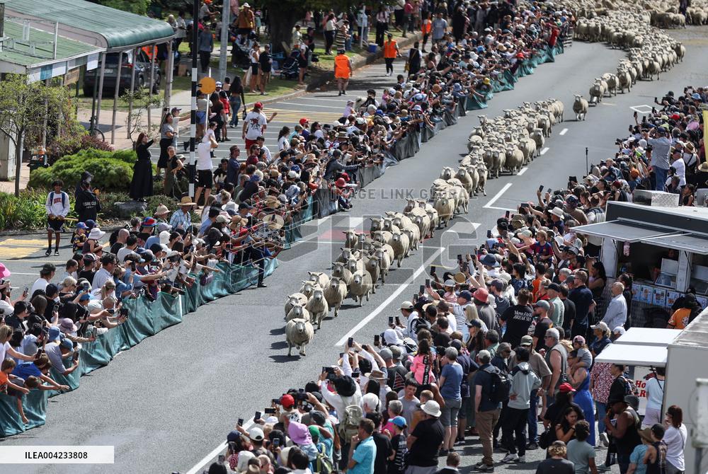 Running of the Sheep - New Zealand