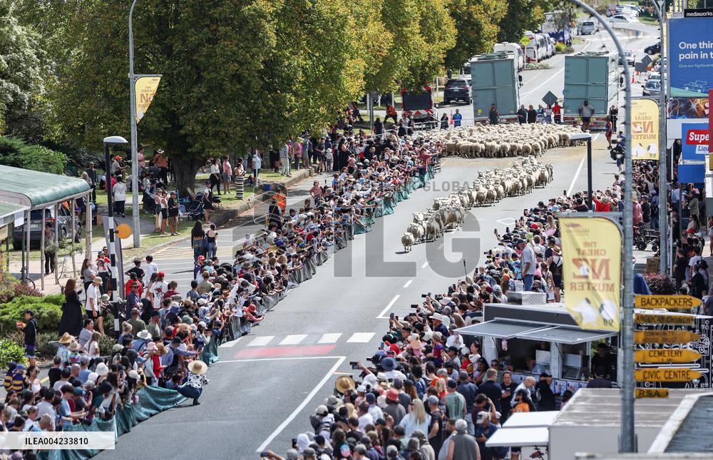 Running of the Sheep - New Zealand