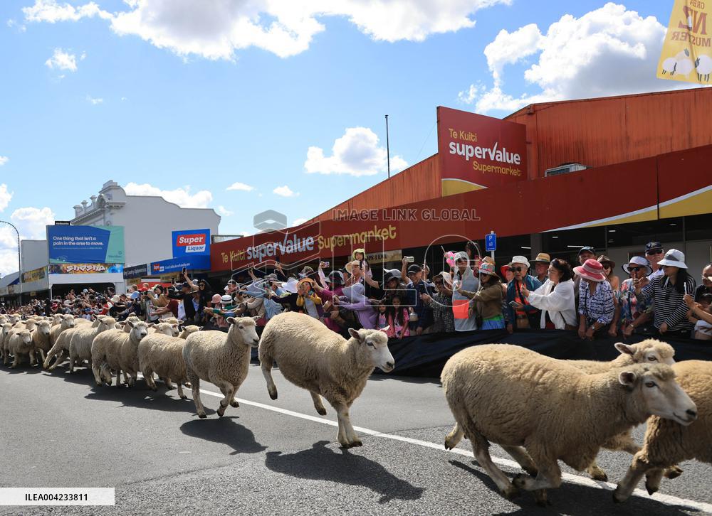 Running of the Sheep - New Zealand