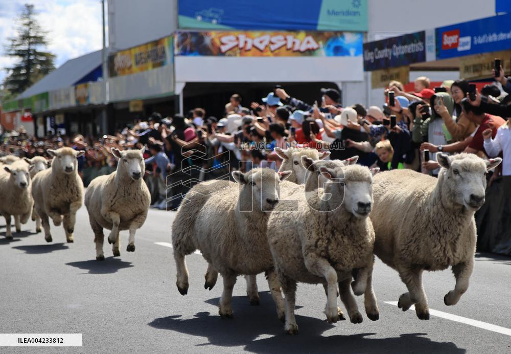 Running of the Sheep - New Zealand