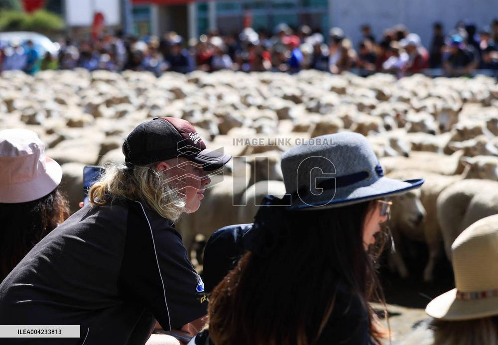 Running of the Sheep - New Zealand