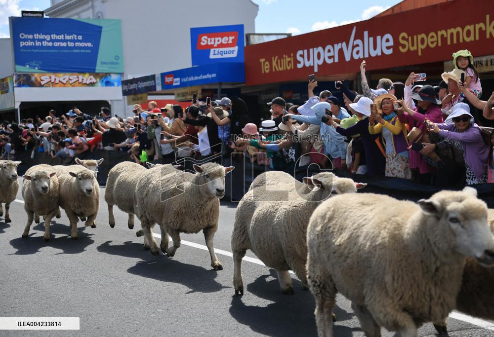 Running of the Sheep - New Zealand
