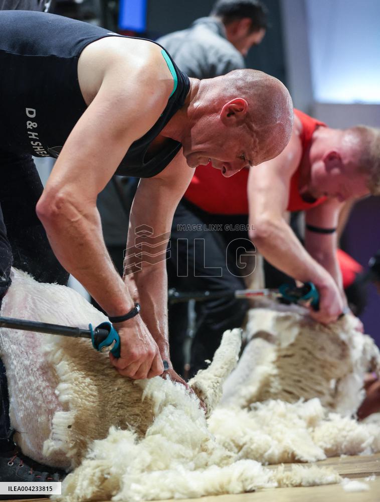 Sheep Shearing Competition - New Zealand