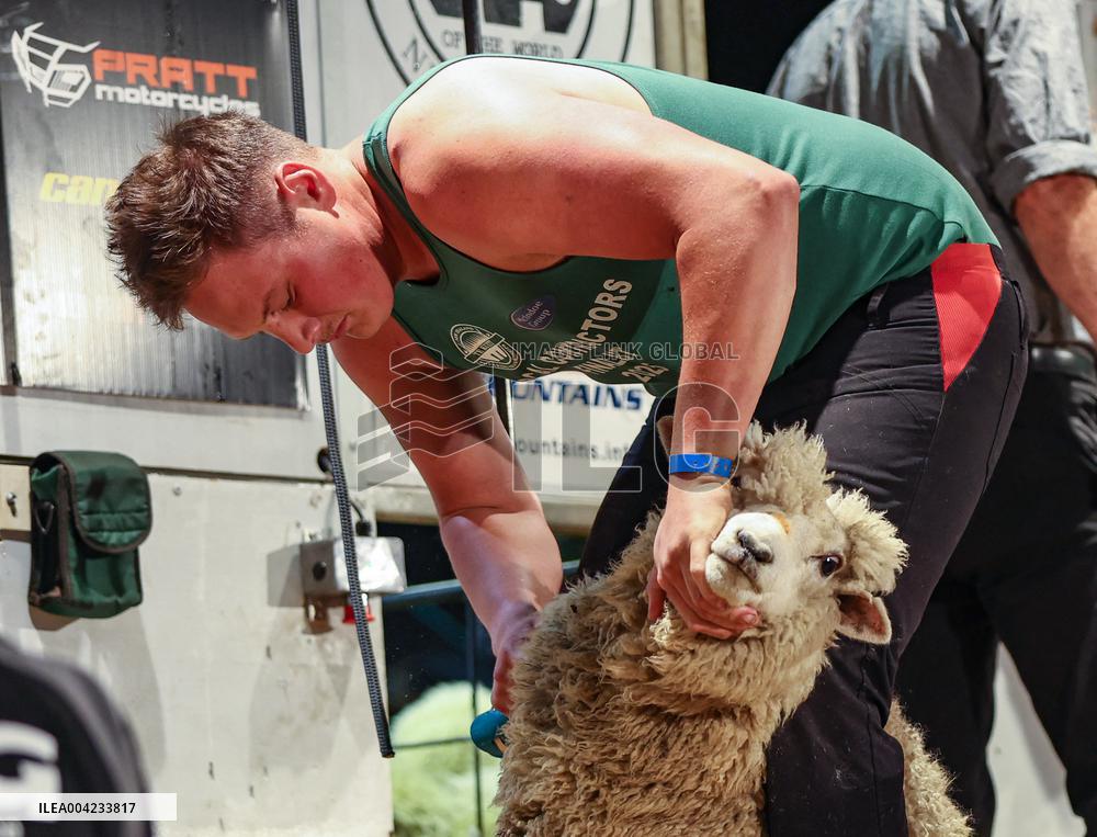 Sheep Shearing Competition - New Zealand