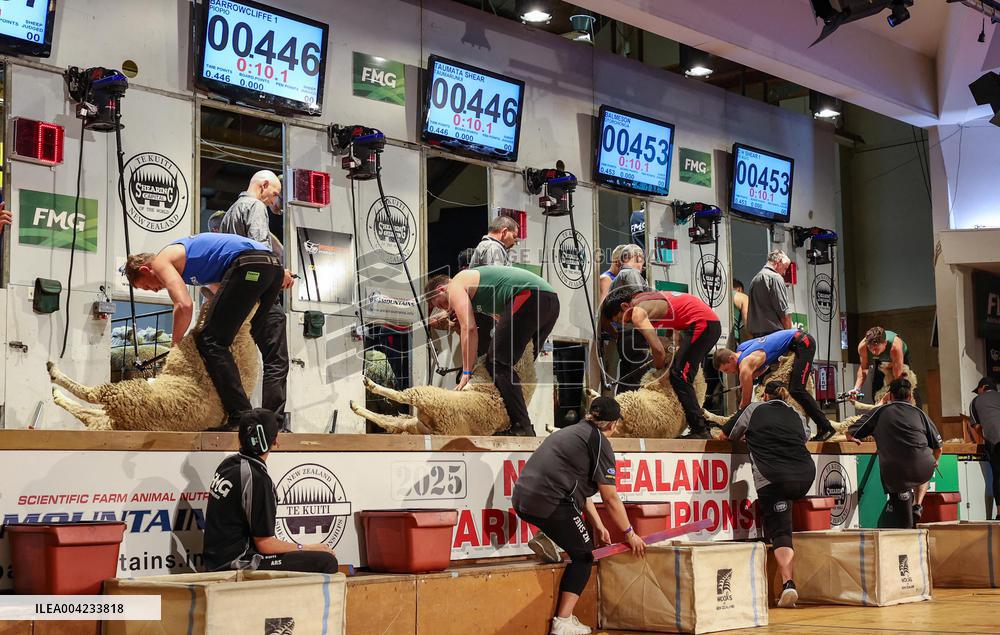 Sheep Shearing Competition - New Zealand