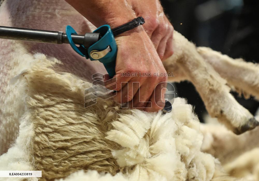Sheep Shearing Competition - New Zealand