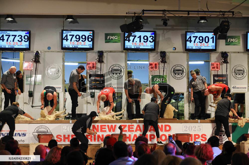 Sheep Shearing Competition - New Zealand
