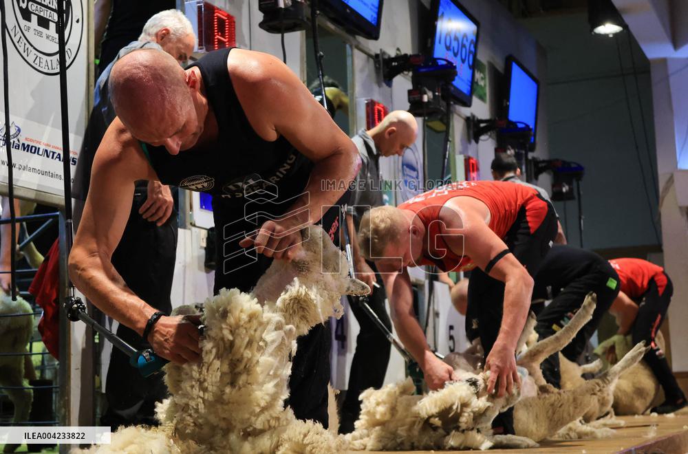 Sheep Shearing Competition - New Zealand