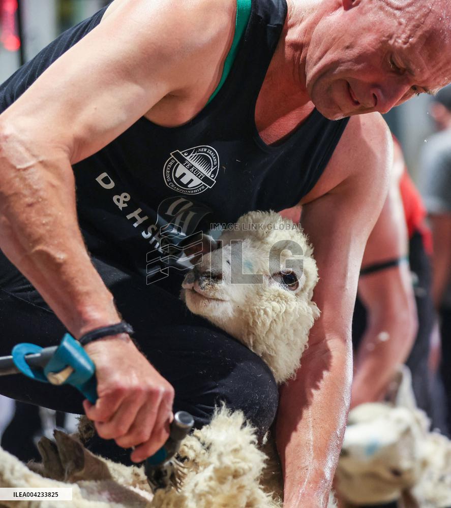 Sheep Shearing Competition - New Zealand