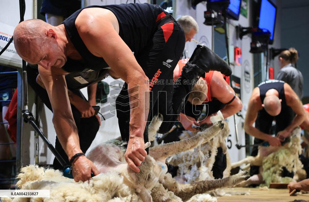 Sheep Shearing Competition - New Zealand