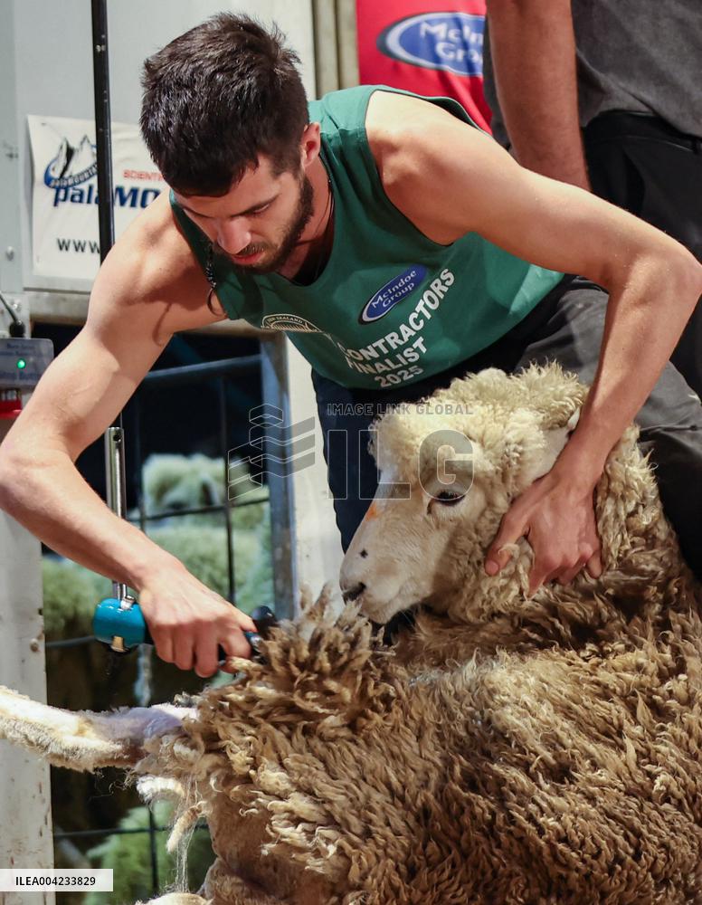 Sheep Shearing Competition - New Zealand