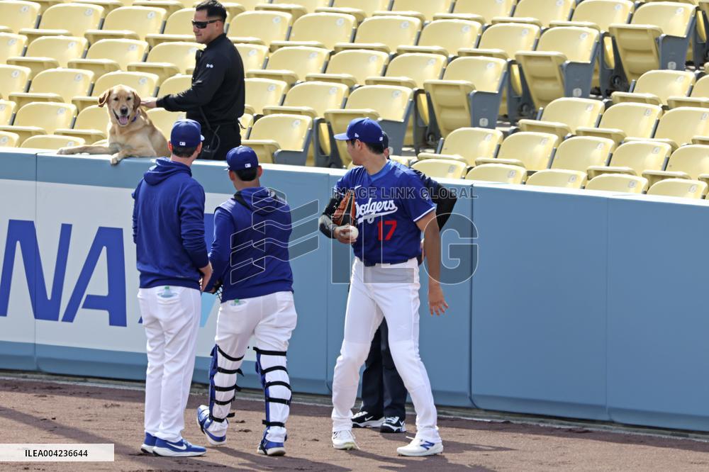 Baseball:Shohei Ohtani