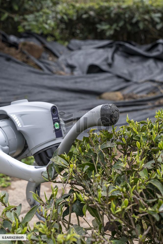 Robot Dog Enters Tea Plantation in Enshi