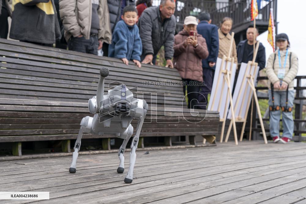 Robot Dog Enters Tea Plantation in Enshi