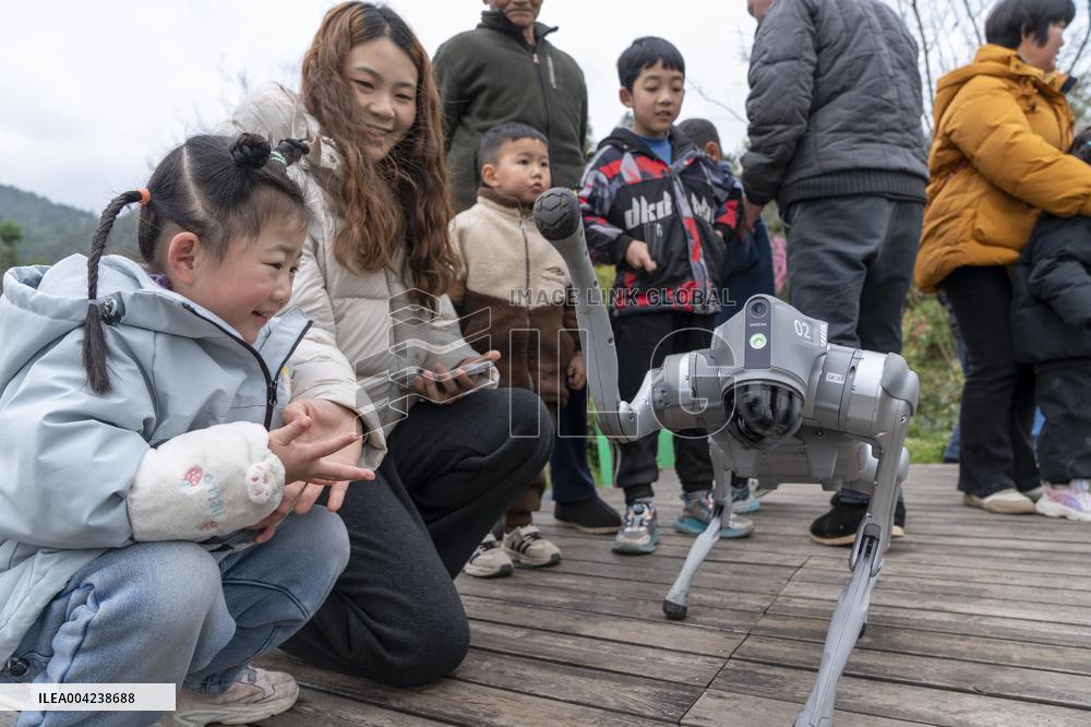Robot Dog Enters Tea Plantation in Enshi