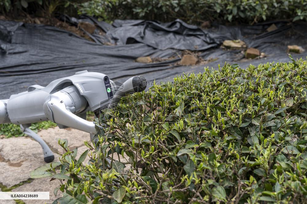 Robot Dog Enters Tea Plantation in Enshi