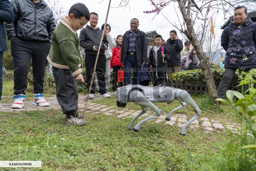 Robot Dog Enters Tea Plantation in Enshi
