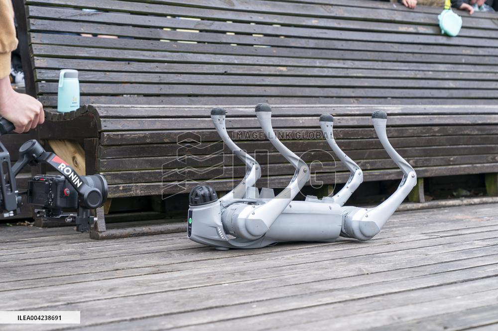 Robot Dog Enters Tea Plantation in Enshi