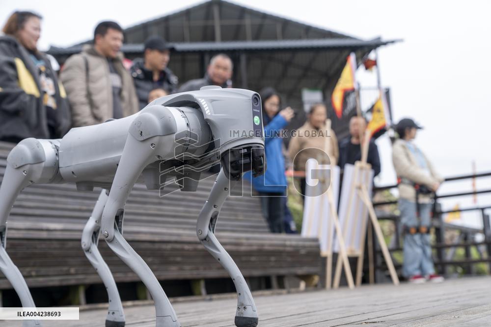 Robot Dog Enters Tea Plantation in Enshi