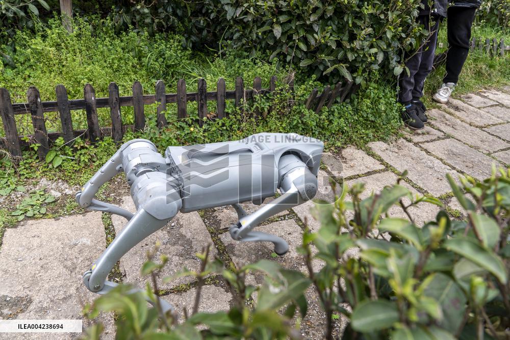 Robot Dog Enters Tea Plantation in Enshi