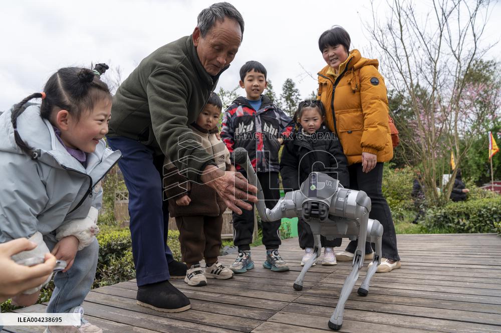 Robot Dog Enters Tea Plantation in Enshi