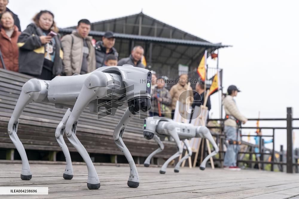 Robot Dog Enters Tea Plantation in Enshi