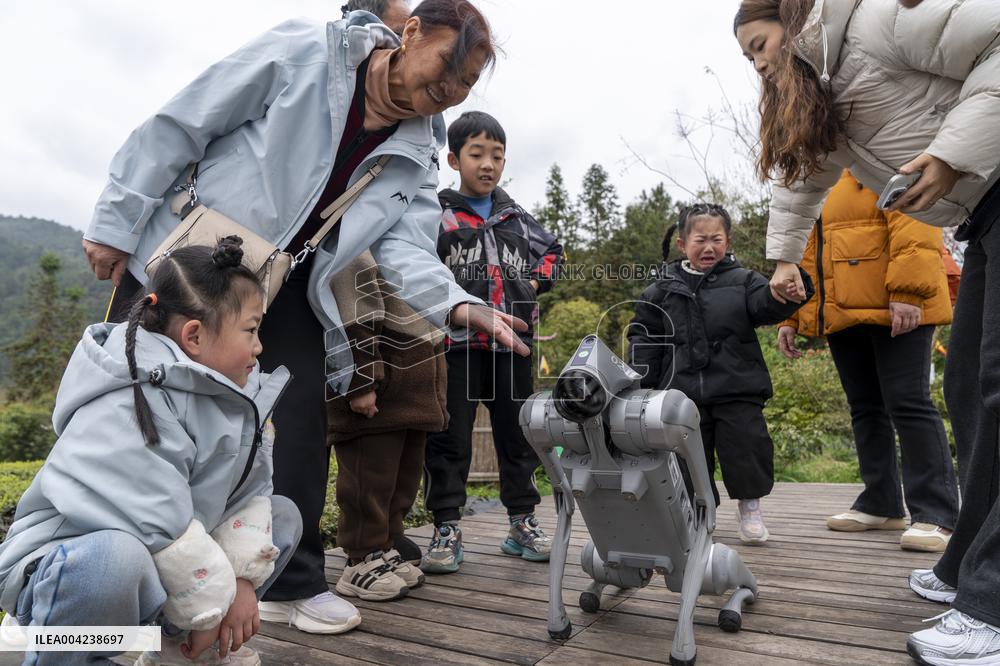 Robot Dog Enters Tea Plantation in Enshi
