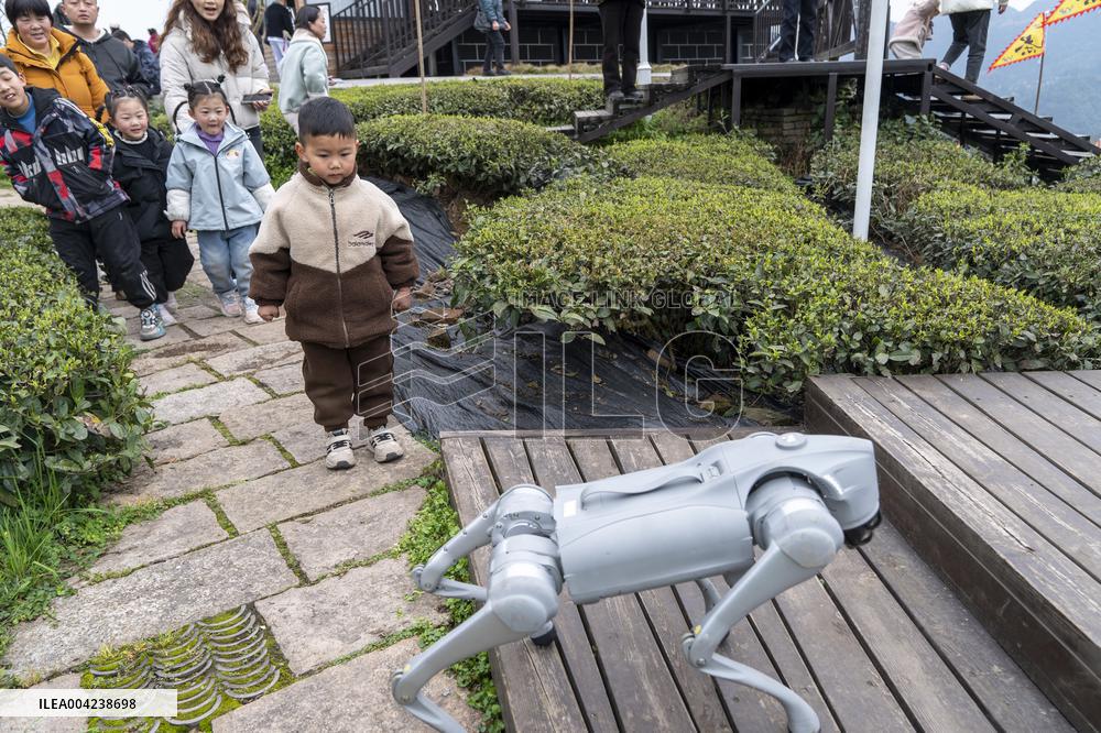 Robot Dog Enters Tea Plantation in Enshi