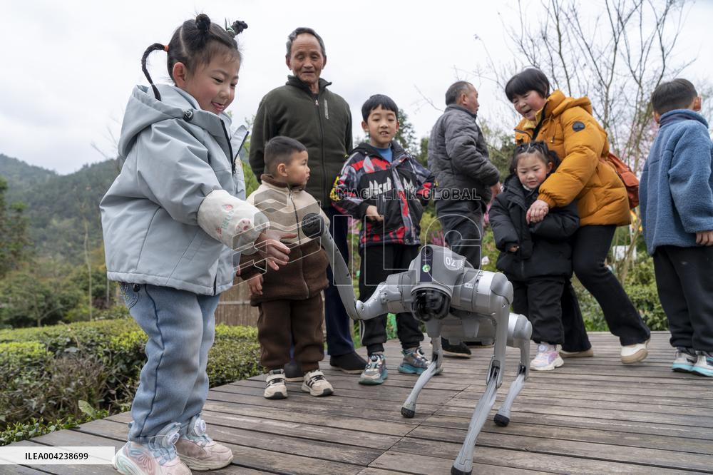 Robot Dog Enters Tea Plantation in Enshi