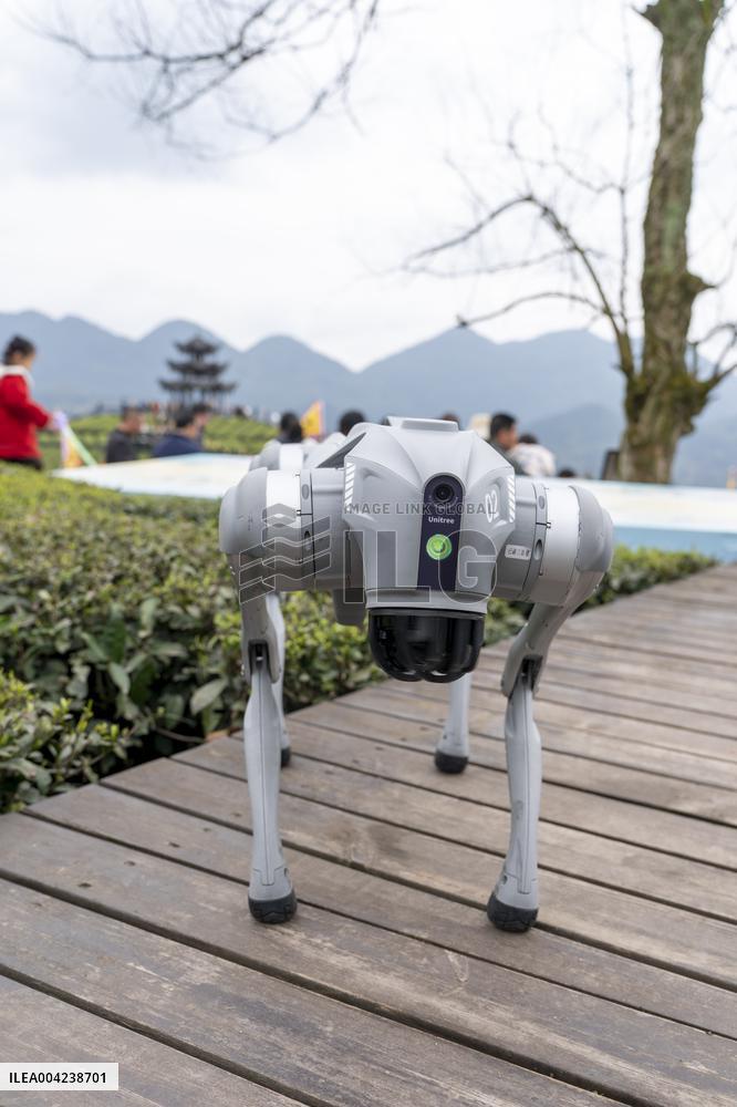 Robot Dog Enters Tea Plantation in Enshi