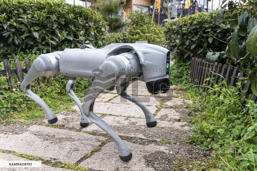 Robot Dog Enters Tea Plantation in Enshi