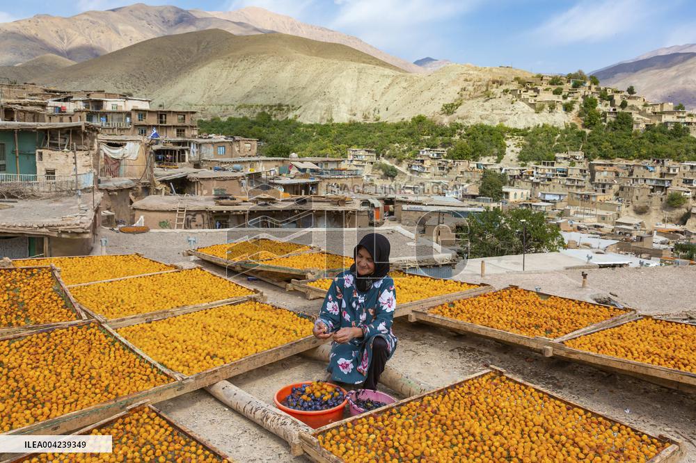 Golden Rooftops - Iran