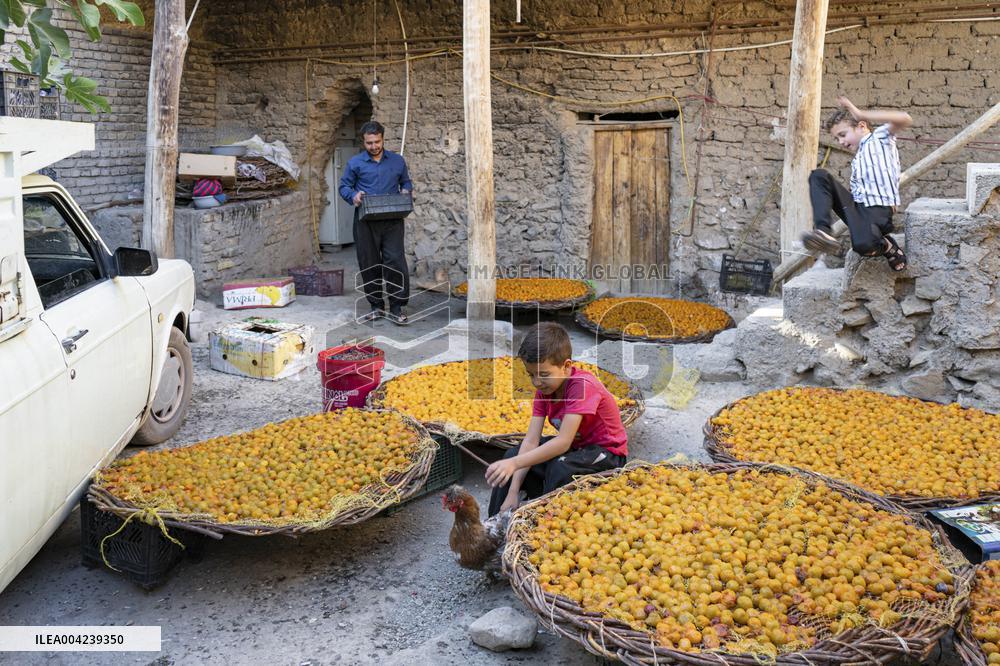 Golden Rooftops - Iran