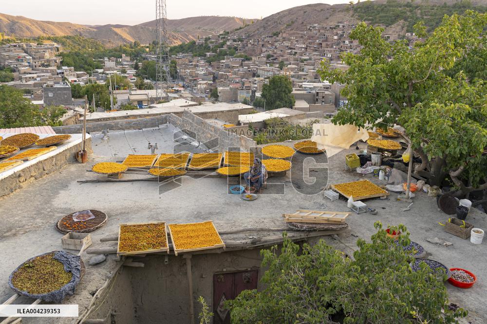 Golden Rooftops - Iran