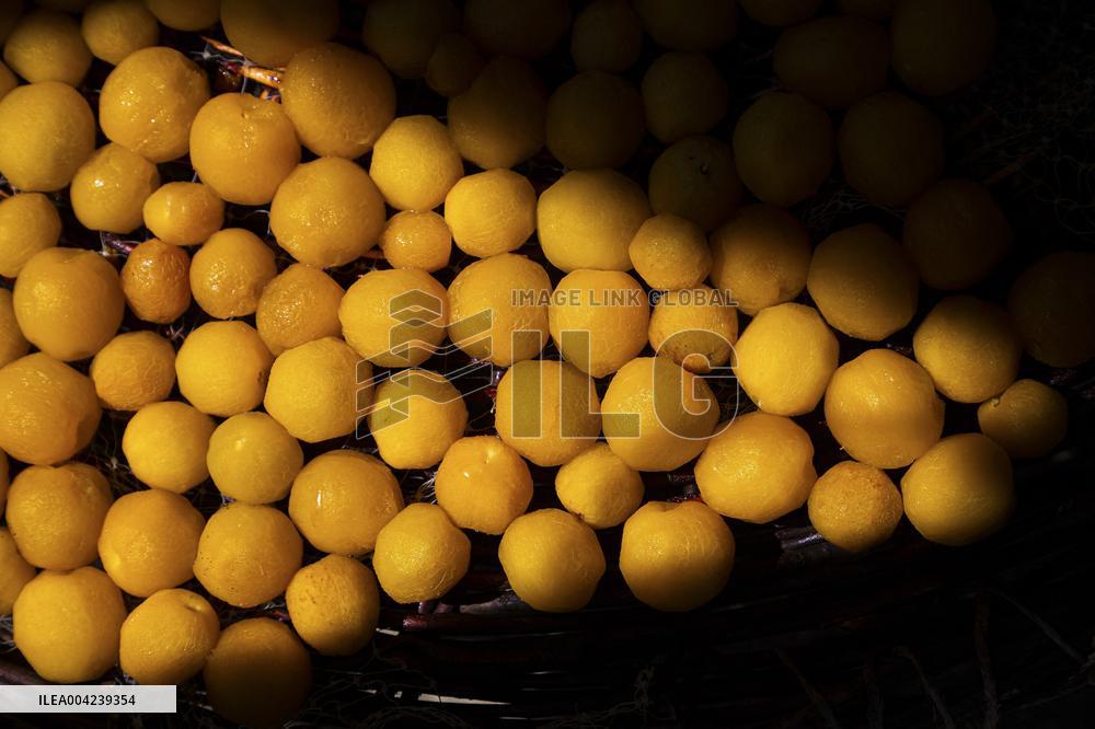 Golden Rooftops - Iran