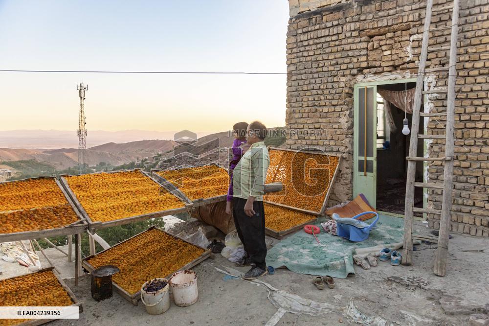 Golden Rooftops - Iran