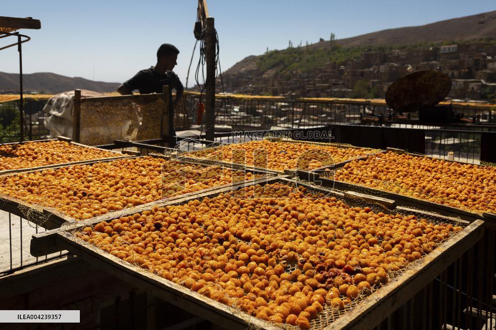 Golden Rooftops - Iran