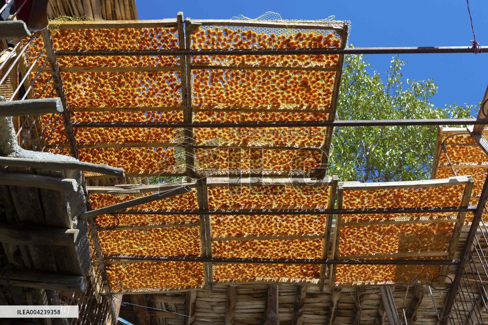 Golden Rooftops - Iran