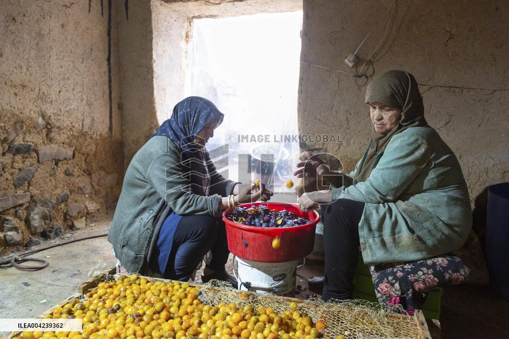 Golden Rooftops - Iran