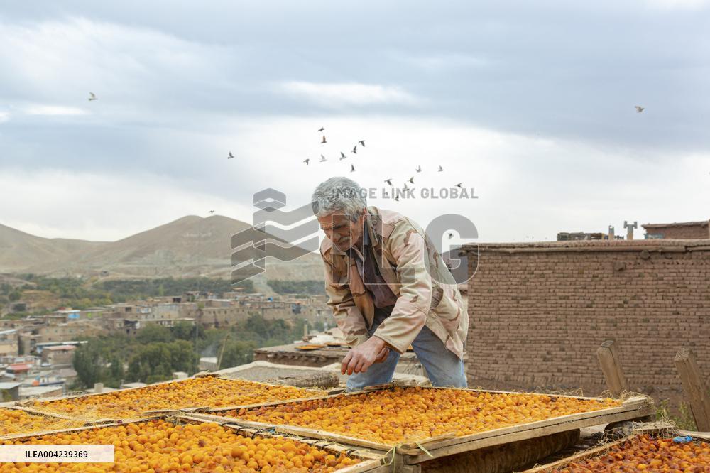 Golden Rooftops - Iran
