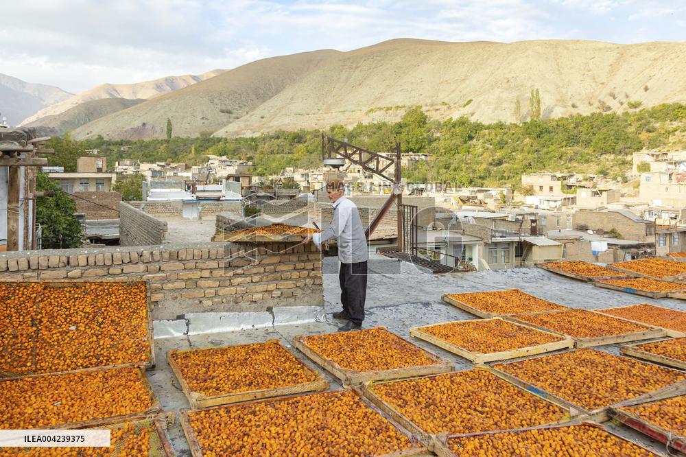 Golden Rooftops - Iran