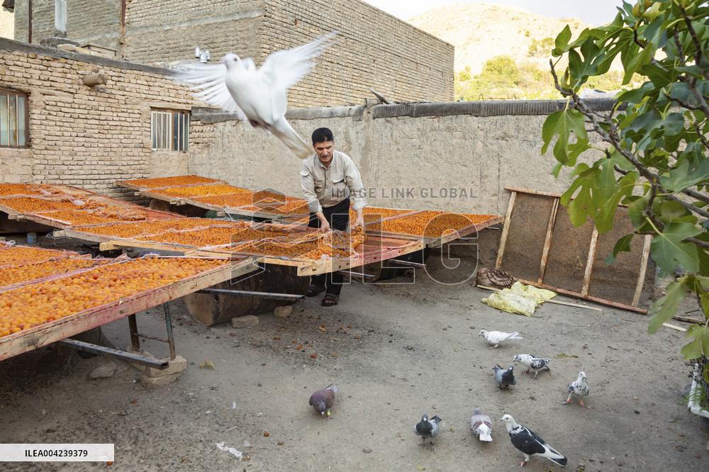 Golden Rooftops - Iran