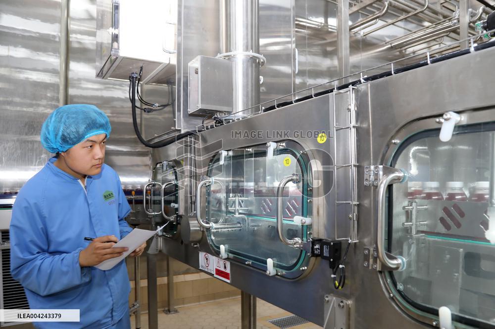Pomegranate Juice Beverage Manufacturing in Zaozhuang